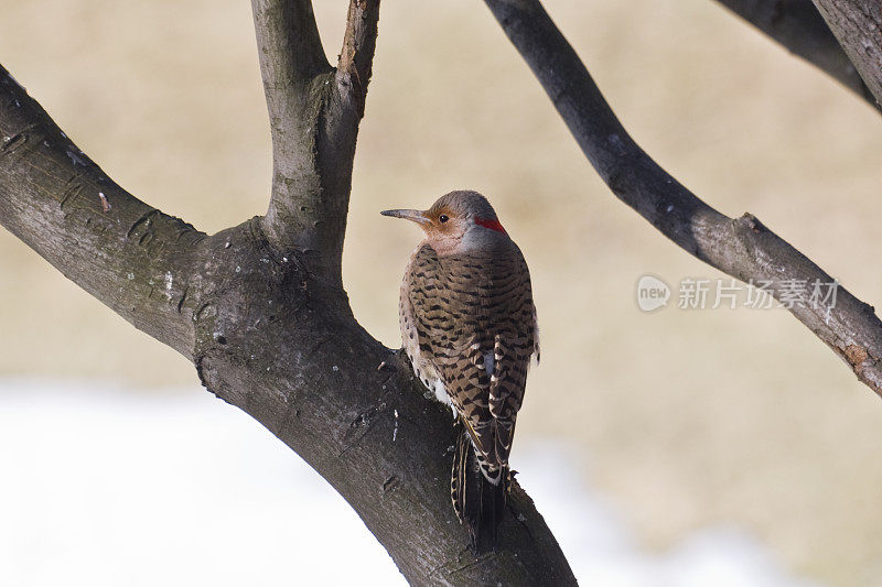 northern或yellow -shaft Flicker (Colaptes auratus)